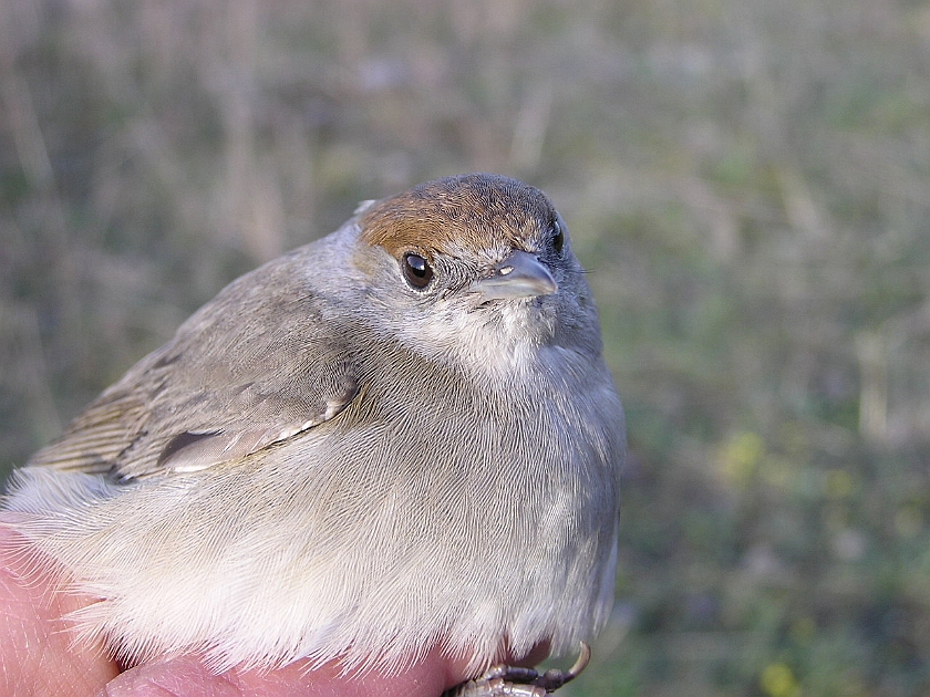 Blackcap, Sundre 20050514